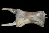 Tyrannosaurus Rex Caudal Vertebra - Montana #100892-5